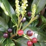 QuickHedge Laurierhaag 'Herbergii' bessen